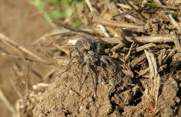 Tarantula spider on soil background, closeup