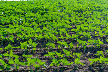 Sunflower plants on field