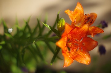  orange lilies with raindrops