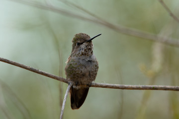 Hummingbird, seen perched  in North California