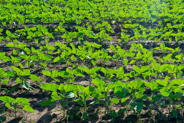 Sunflower plants on field