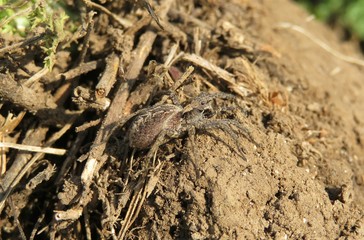 Tarantula spider on soil background, closeup