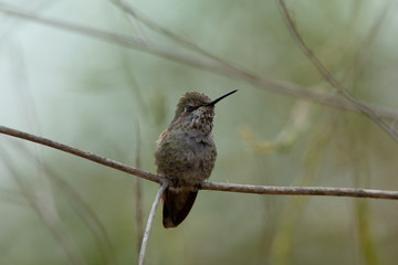 Hummingbird, seen perched  in North California