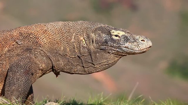 Komodo Dragons in Komodo National Park. Indonesia. Close-up. Beautiful background