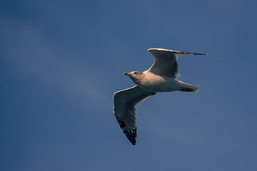 Oregon Bird