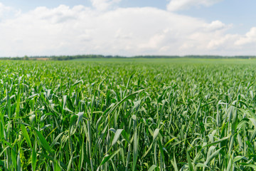 Green sprouts on the agricultural field.