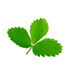 fresh green leaf of wild strawberry isolated on white background