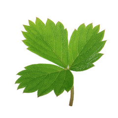 fresh green leaf of wild strawberry isolated on white background