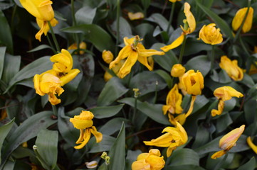 Obraz premium yellow tulips in the garden
