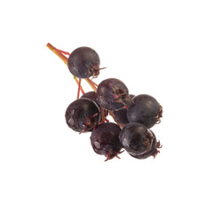  branch of juneberry isolated on white background