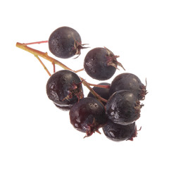  branch of juneberry isolated on white background