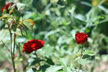 red rose isolated background 
