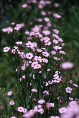 violet and pink flowers field