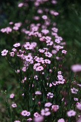 purple flowers in the garden