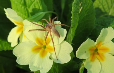 Nursery spider on yellow primula flowers in spring, closeup