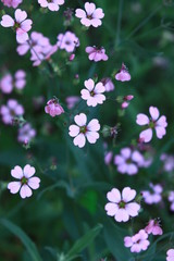 violet and pink flowers field