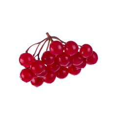 bunch of snowballs (quelder) isolated on white background