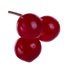 branch of snowball isolated