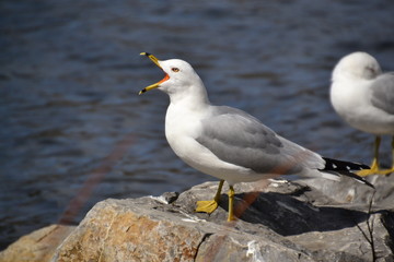Ring Billed Gull