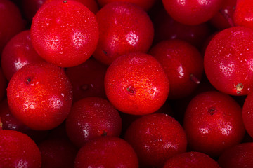 fresh red snowballs background. arrowood background