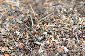 Fourmis - Fourmilière 