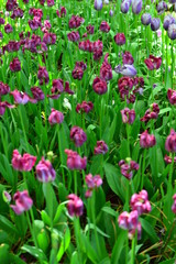 tulips in the garden