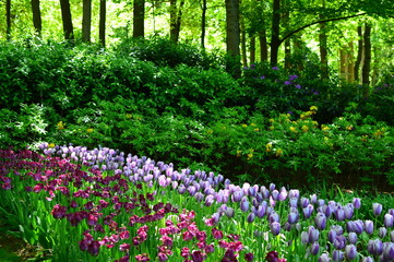 Obraz premium tulips in the garden