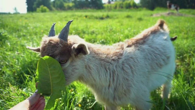 nice little goatling lies on the spring lawn.
