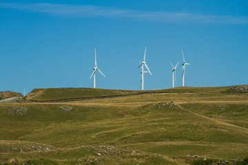 wind turbines in the field