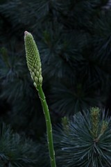 One green stem in the middle of the grass