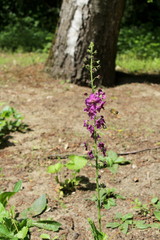 violet flowers and a bee