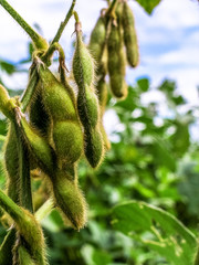 soybean plant on field in Brazil - obrazy, fototapety, plakaty