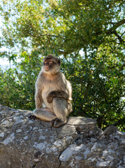 Sitting Monkey