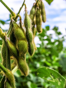 soybean plant on field in Brazil