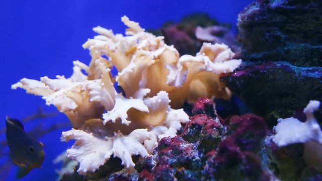 Sea anemone (Actiniaria, Anthozoa) live supply close-up. Light beige stinging coral close-up, real time
