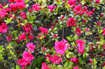 pink flowers in the garden