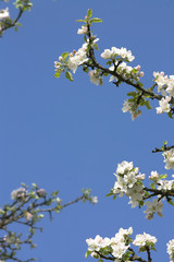 Apple tree branches with white flowers against blue sky. Copy space. Selective focus
