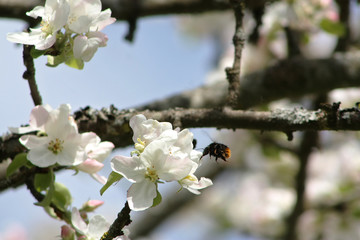 Bumblebee pollinating apple tree flying to the flower in spring.