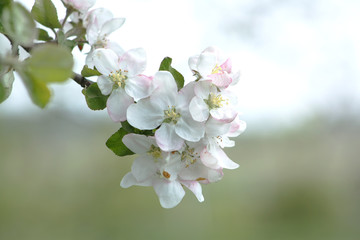 Apple tree branch close up with white flowers in spring on a green blurry background.
