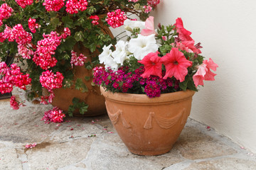 Fototapeta na wymiar Planter with pink and white petunia flowers in a garden during spring