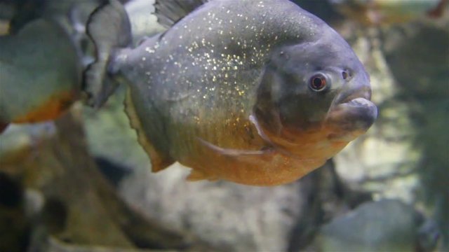 Several Red-bellied piranhas close-up, side view, profile, real time, underwater, live.