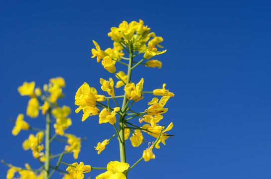 Beautiful yellow flowers of rapeseed plant, deep blue sky, springtime, close-up, selective focus, free space on the right