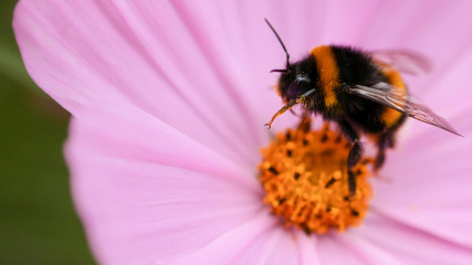 Closeup of a bumble bee on beautiful pink flower, shallow focus.