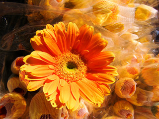 Gerbera flowers Market in Sao Paulo