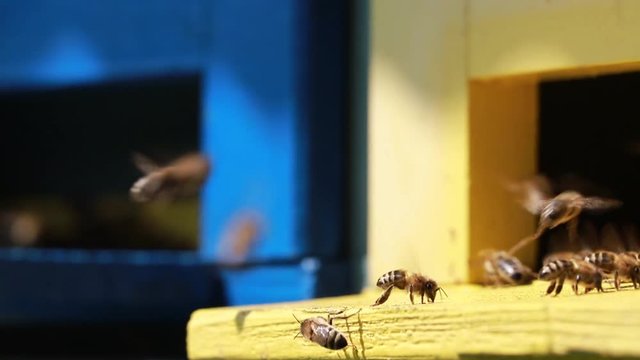  Close up of flying bees in the front of wooden beehive entrance. Bee flying to hive. Honey bee drone enter the hive. Hives in an apiary with working bees flying to the landing boards. Bees convert ne