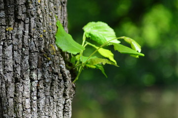 Obraz premium green leaves on tree