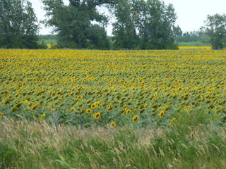 Fototapeta premium field of yellow flowers