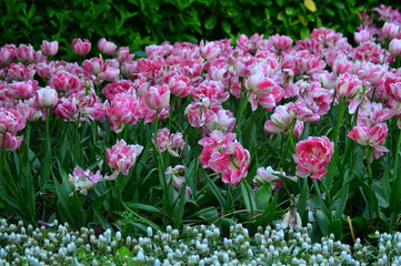 Obraz premium pink flowers in the garden