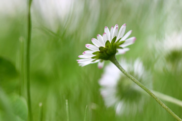 Gänseblümchen Makro