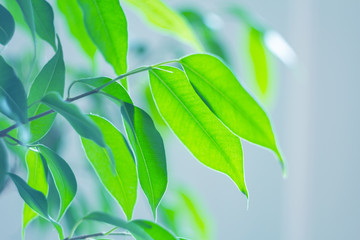 Close-up image of a green leaf of a natural plant, with selective focus, copy space and backlighting in a gentle blue tone. The soft effect of manual optics